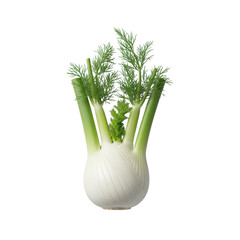 Pristine fresh fennel stalk, white bulb & vibrant green fronds, against a seamless transparent background with diffused studio lighting, commercial product photography concept