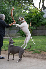 boxer dog jumps high and plays with dog trainer during trainging session