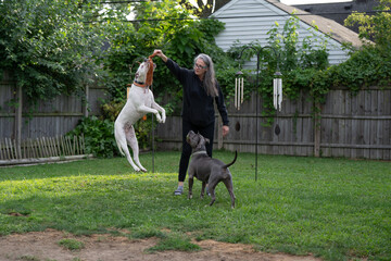 boxer dog jumps high and plays with dog trainer during trainging session