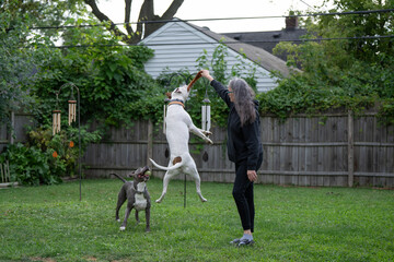boxer dog jumps high and plays with dog trainer during trainging session