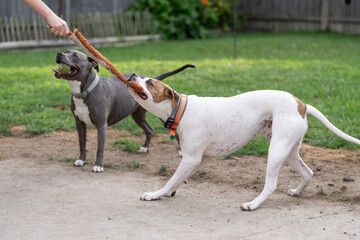 boxer dog pulls on toy while playing held by female hand as grey pitbull watches