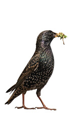 Common starling (Sturnus vulgaris) isolated, png with no background.