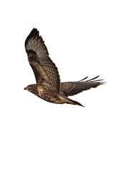Common buzzard (Buteo buteo) isolated, png with no background.