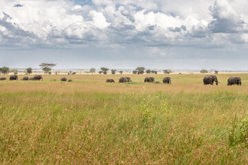 Obraz premium Elephants in the Wild