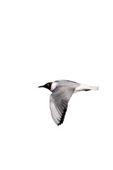 Bonaparte's gull (Chroicocephalus philadelphia) in flight isolated, png with no background.