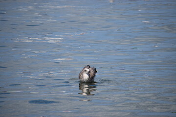 Fototapeta premium Silver gull floating calmly in the sea