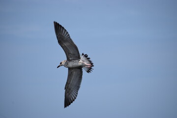 Silver Gull flying against cloudy sky