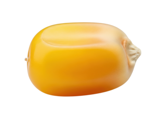 Plump, golden yellow corn kernel, hyperrealistic extreme close-up on seamless transparent background, no shadows, subtle bokeh. Concept of scientific accuracy and product perfection
