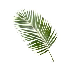 Obraz premium Single green palm leaf isolated on transparent background.