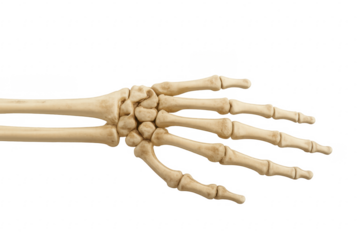 Skeleton hand showing palm on transparent background