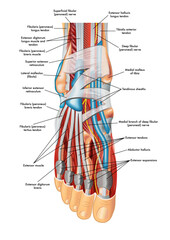 Foot anatomy illustration, whit annotations.