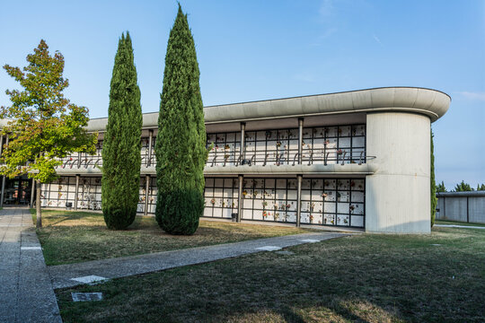 cipressi