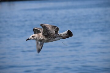 Silver gull flying close over sea water in action