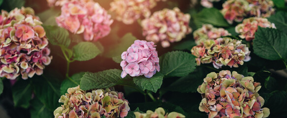 Beautiful Hydrangea Flowers in Varied Colors Surrounded by Lush Green Leaves in a Natural Garden Setting