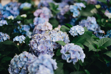 Delicate Blue and Purple Hydrangea Flowers in Full Bloom Surrounded by Green Leaves in a Garden Setting