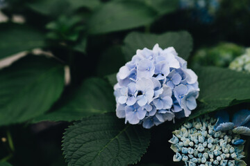 Beautiful pastel blue flower cluster surrounded by lush green leaves in a serene garden setting