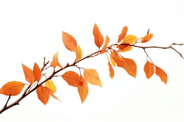 Fototapeta premium Vibrant autumn leaves on branch