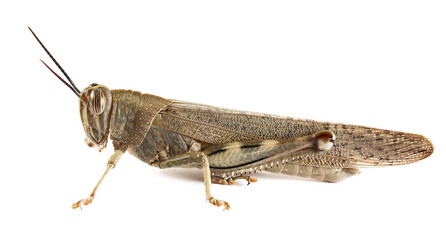 Egyptian grasshopper or Egyptian locust (Anacridium aegyptium) isolated on white background, side...