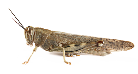 Egyptian grasshopper or Egyptian locust (Anacridium aegyptium) isolated on white background, side view	