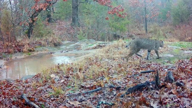 Beautiful bobcat walking and sniffing around near a small stream on a winter evening in rain