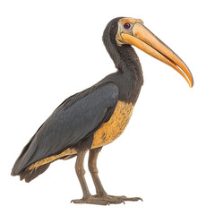 Obraz premium Rufous necked Hornbill Profile