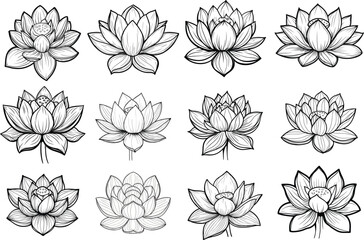 12 Lotus Collection, An enchanting assortment of delicate lotus blossoms gracefully displayed, offering a visual symphony of purity and serenity. Each bloom, a testament to elegance.