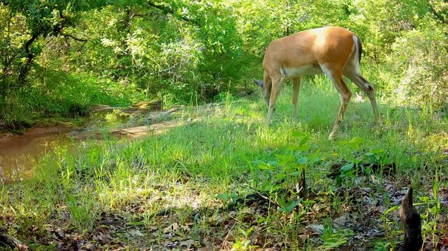 White-tailed deer buck at a small creek on a summer evening, looking around