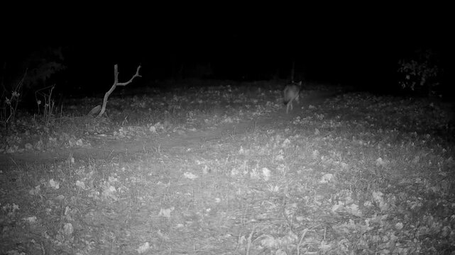 Coyote running across an opening in the woods at night in winter, crisscrossing the view