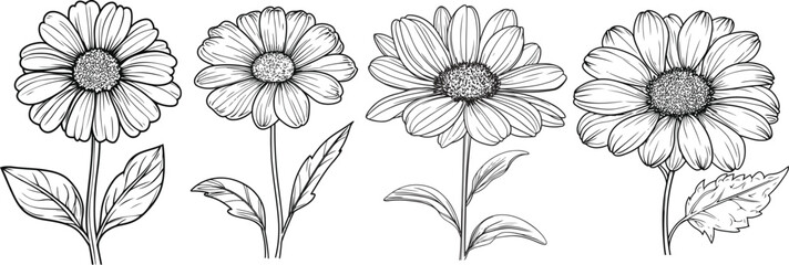 Daisy Illustration, A delicate line art illustration of four daisy blooms. Evoking the simplicity and elegance of botanical design.