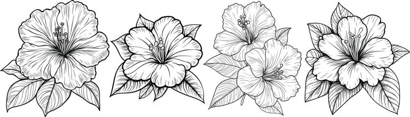 Hibiscus Bloom Sketches, Delicate grayscale sketches of vibrant hibiscus blooms, meticulously drawn to showcase the intricate details of the petals and leaves, embodying the essence of botanical art.