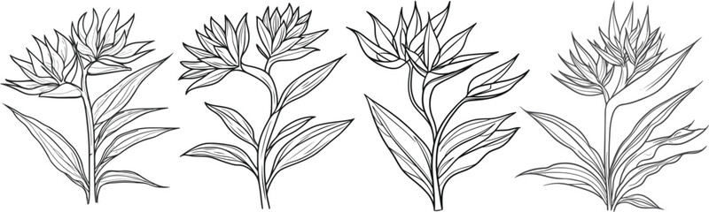 Tropical Flower Line Art Illustration, Detailed Botanical Sketch of Strelitzia, Elegant Black and White Floral Vector.