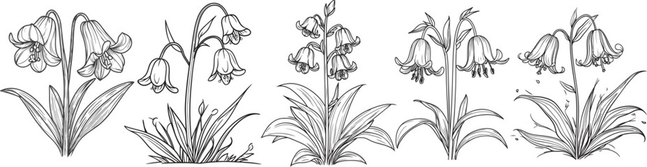 Vintage Botanical Bellflower Line Art, Elegant Bluebell Flower Sketch, Black and White Floral Vector Art.