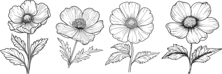 Hand Drawn Buttercup Flower Vector Set, Vintage Botanical Floral Line Art.