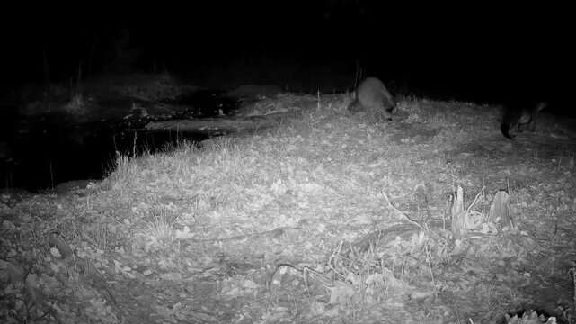 North American river otter and a common raccoon next to a small creek at night, wandering around, unsure about each other