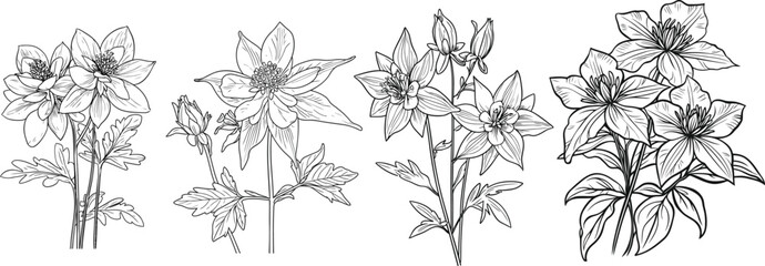 Clematis Blossom and Bud Vector Art, Artistic Line Drawing of Clematis Plants, 