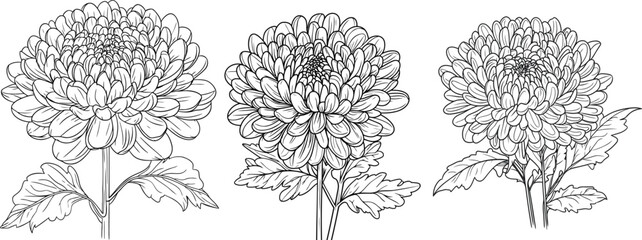 Botanical Chrysanthemum Illustrations with Leaf and Stem Illustrations, Ornate Floral Chrysanthemum Design.