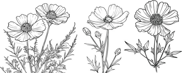Coreopsis Flower Vector Line Art Illustration, Hand Drawn Coreopsis Botanical Flower Drawing, Elegant Wildflower Coreopsis Black and White Artwork