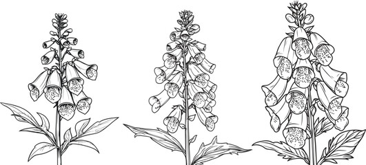 Hand-drawn Foxglove Flower Vector illustration Set for print design, packaging design,