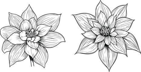 Queen of the Night Botanical Illustration, Detailed Epiphyllum Cactus Bloom Sketch.