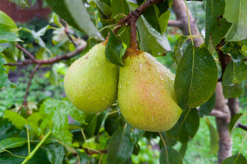Ripening green pears with dew on branch in rainy day