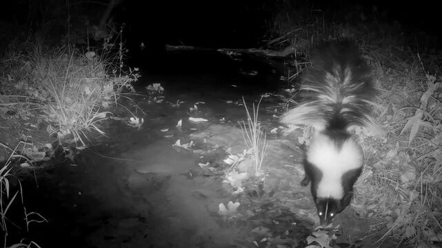 Striped skunk walking along a small creek at night, then spotting the camera and doing a fake attack; after that it crosses the creek to the left, in infra red footage