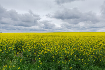 Obraz premium Field of the blooming rapeseed against the cloudy sky