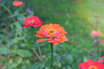 Zínnia bush with flower is growing in cottage garden. Annual or perennial herb. Blooming orange flower. Sunny day.