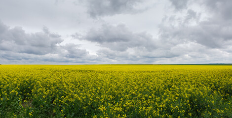 Obraz premium Panorama of the blooming rapeseed field against the cloudy sky