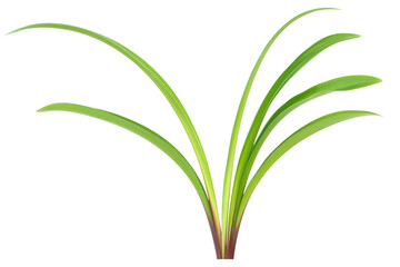 Green plant Amaryllis with leaves, branch of green leaves isolated on PNG transparent background