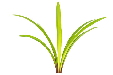 Green plant Amaryllis with leaves, branch of green leaves isolated on PNG transparent background