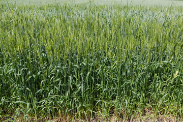 Obraz premium Green wheat in flowering stage on a field edge
