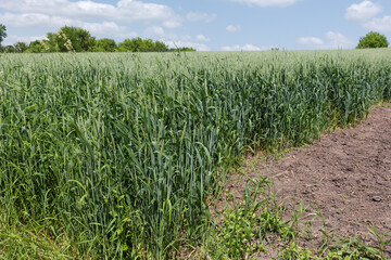 Field edge of wheat in flowering stage at sunny day