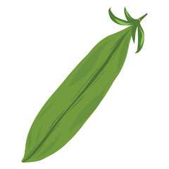 Obraz premium Whole pea pod illustration, closed pod. Green pod vector artwork. Fresh pea pod produce illustration