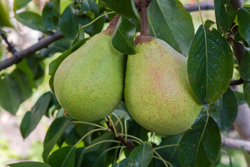 Ripening green pears on branch in orchard in overcast day